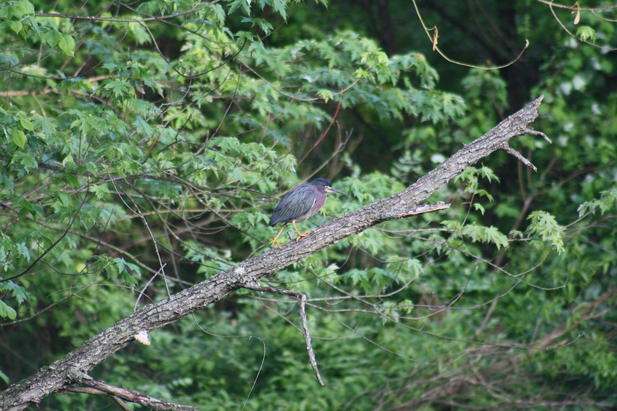 Green Heron - Stollery & Flood