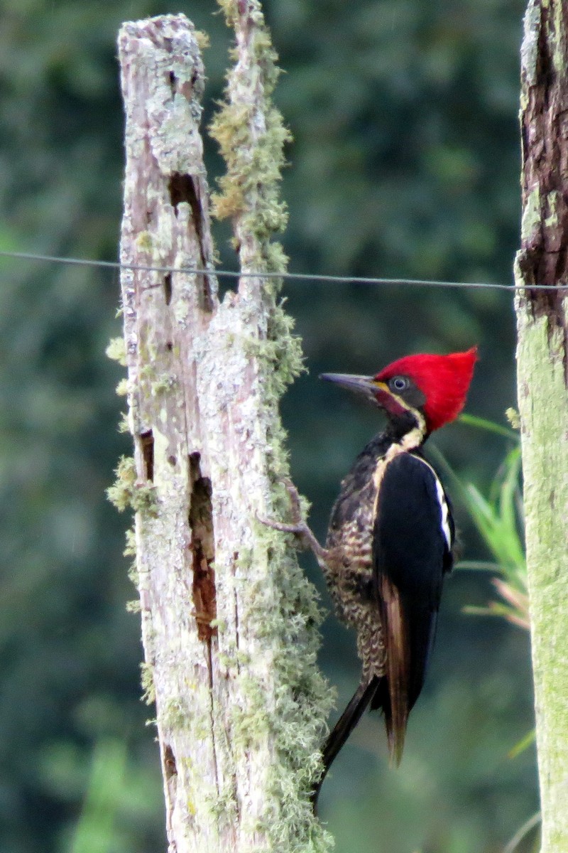 Lineated Woodpecker - ML158690231