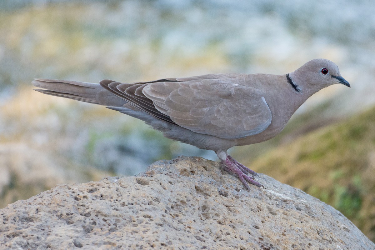 Eurasian Collared-Dove - ML158690681