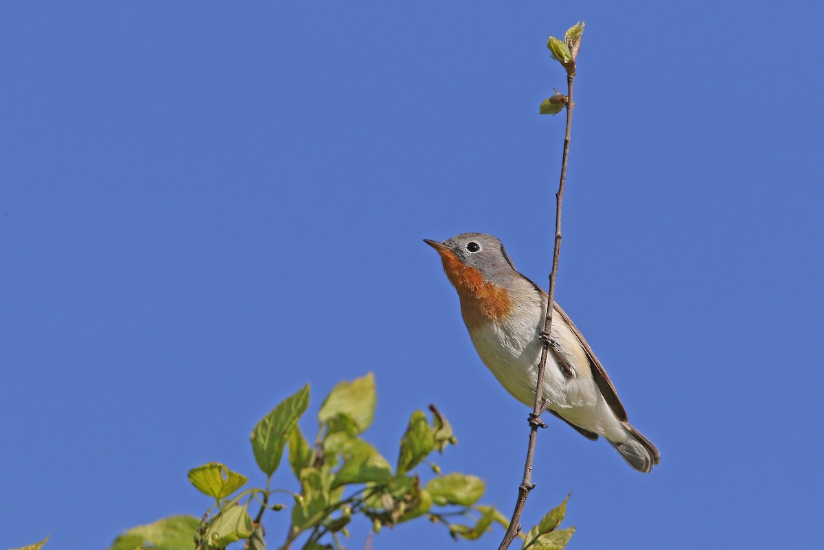 Red-breasted Flycatcher - ML158692101