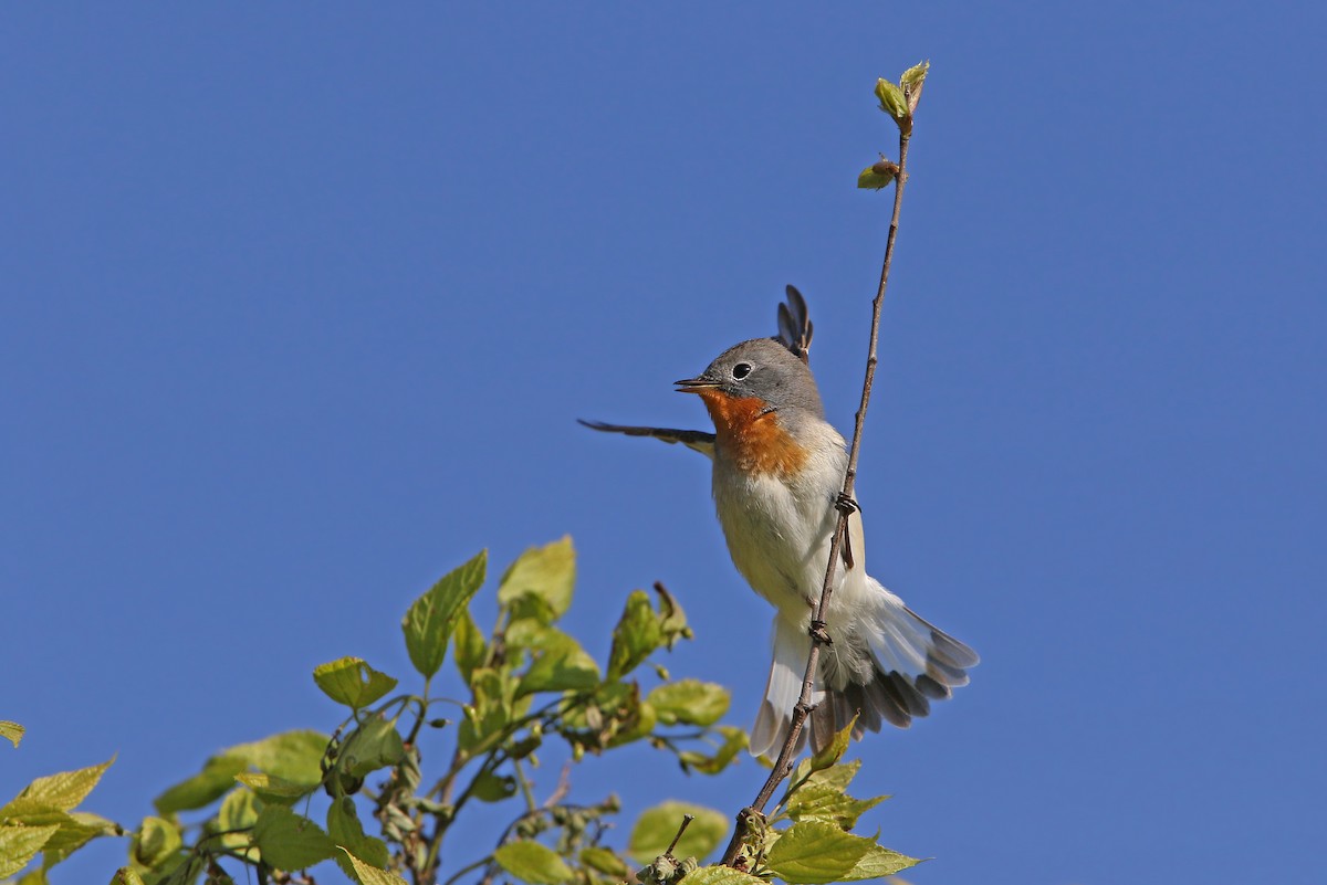 Red-breasted Flycatcher - ML158692111