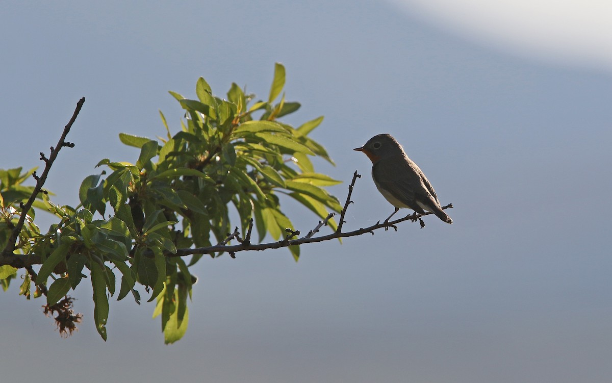 Red-breasted Flycatcher - ML158692141