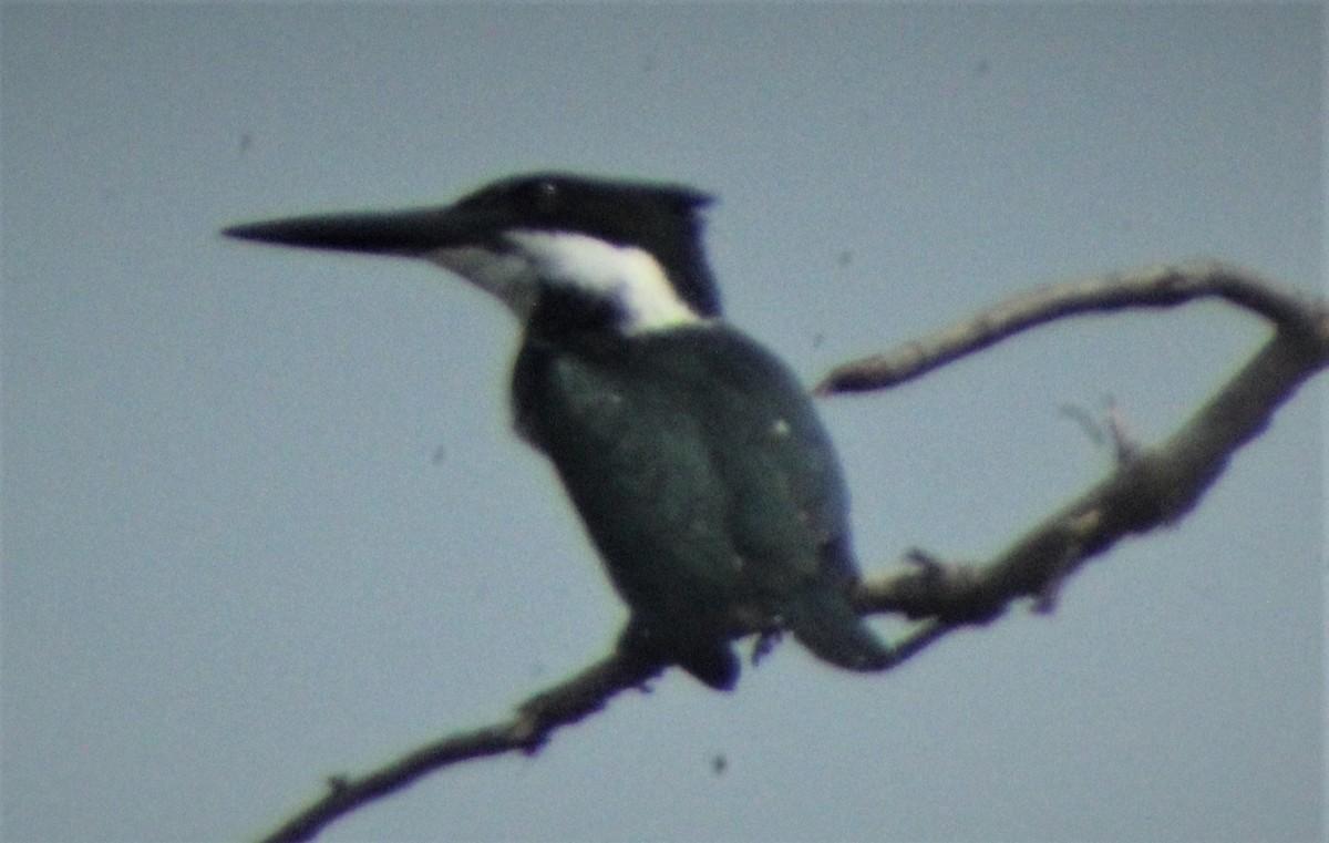 Amazon Kingfisher - ML158692221