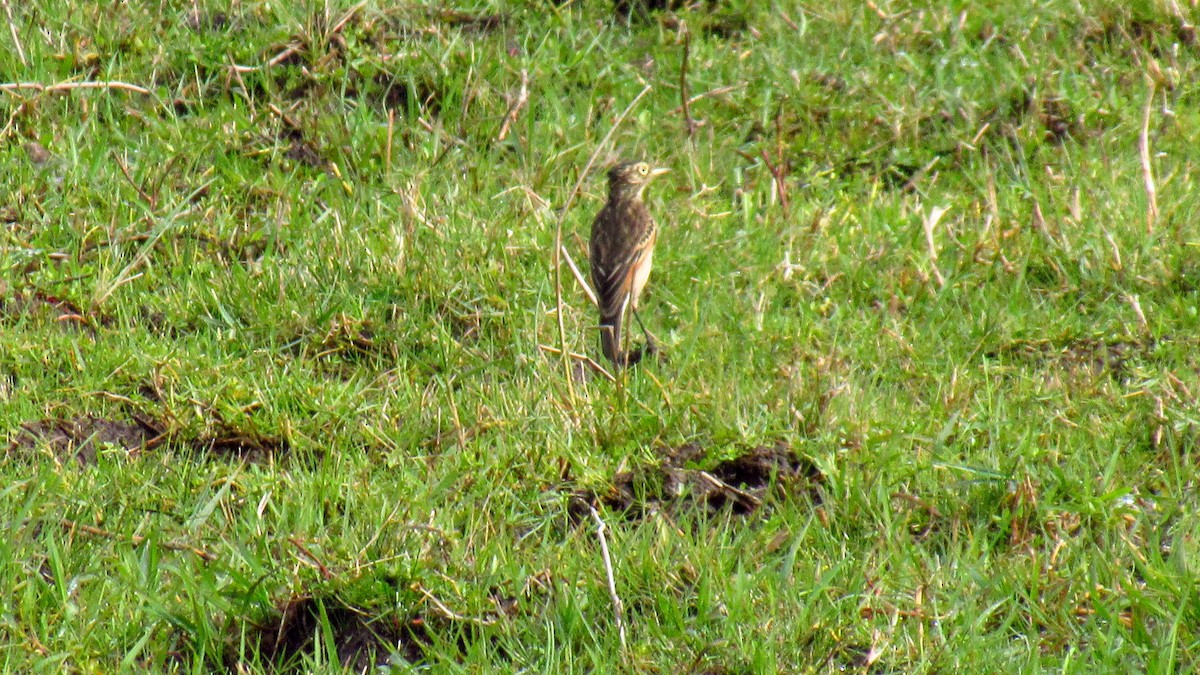 Spectacled Tyrant - ML158692661