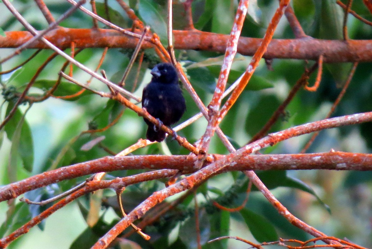 Thick-billed Seed-Finch - ML158693011