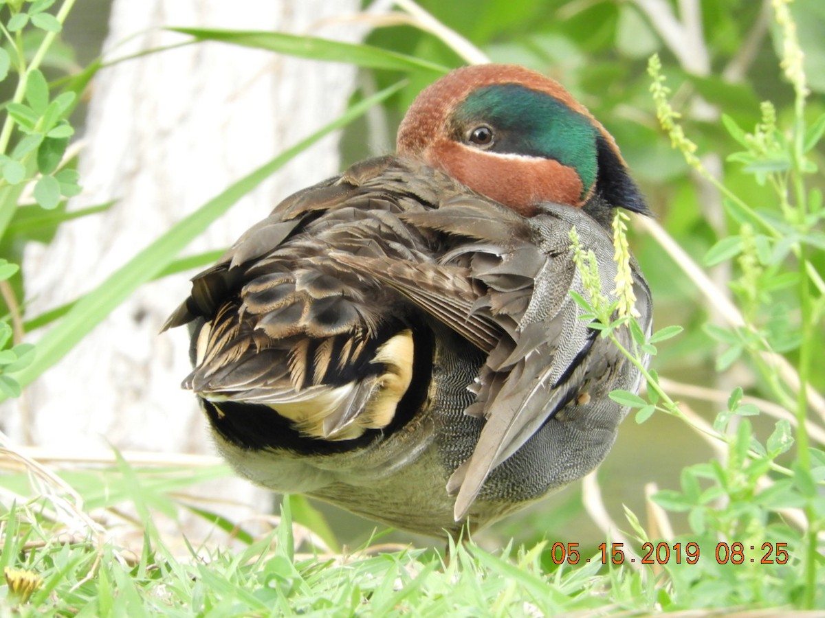 Green-winged Teal - Charles  Ritter