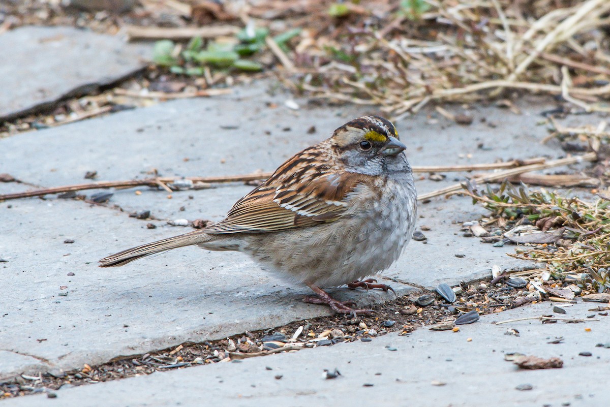 White-throated Sparrow - Frank King