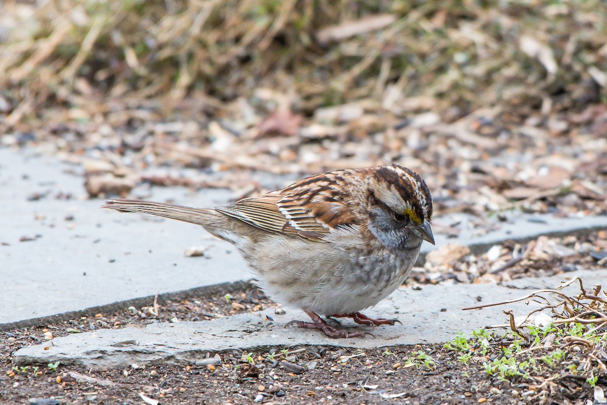 White-throated Sparrow - Frank King