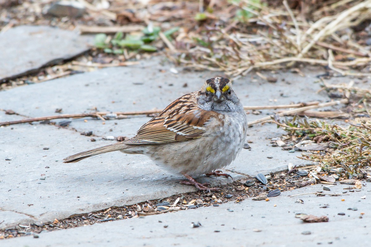 White-throated Sparrow - Frank King