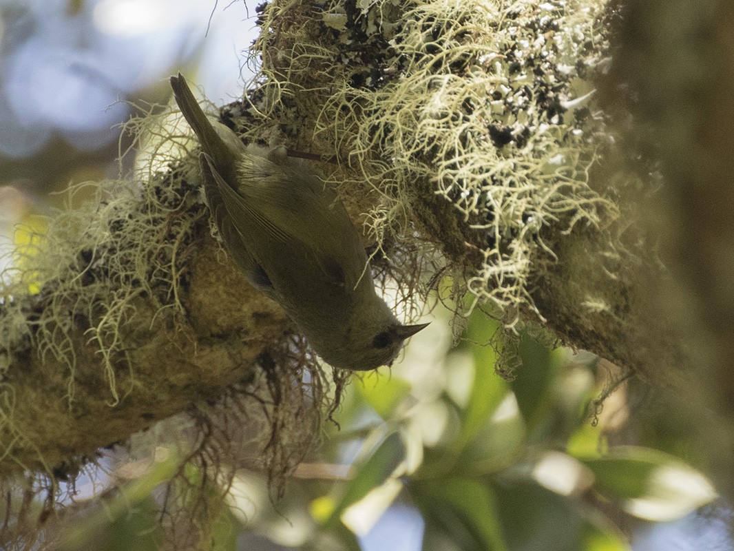 Hawaii Creeper - ML158696371