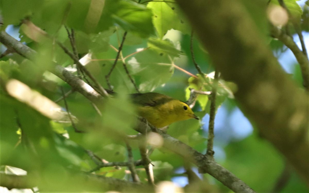 Wilson's Warbler - ML158696441