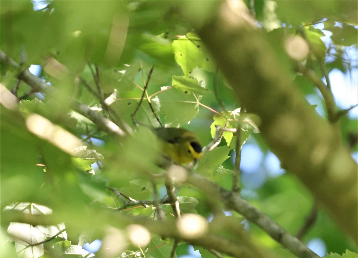 Wilson's Warbler - ML158696451