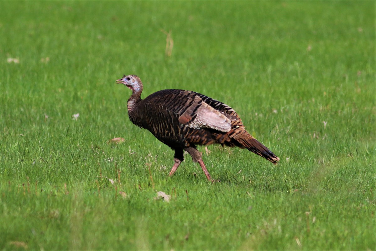 Wild Turkey - Sandra Minotti