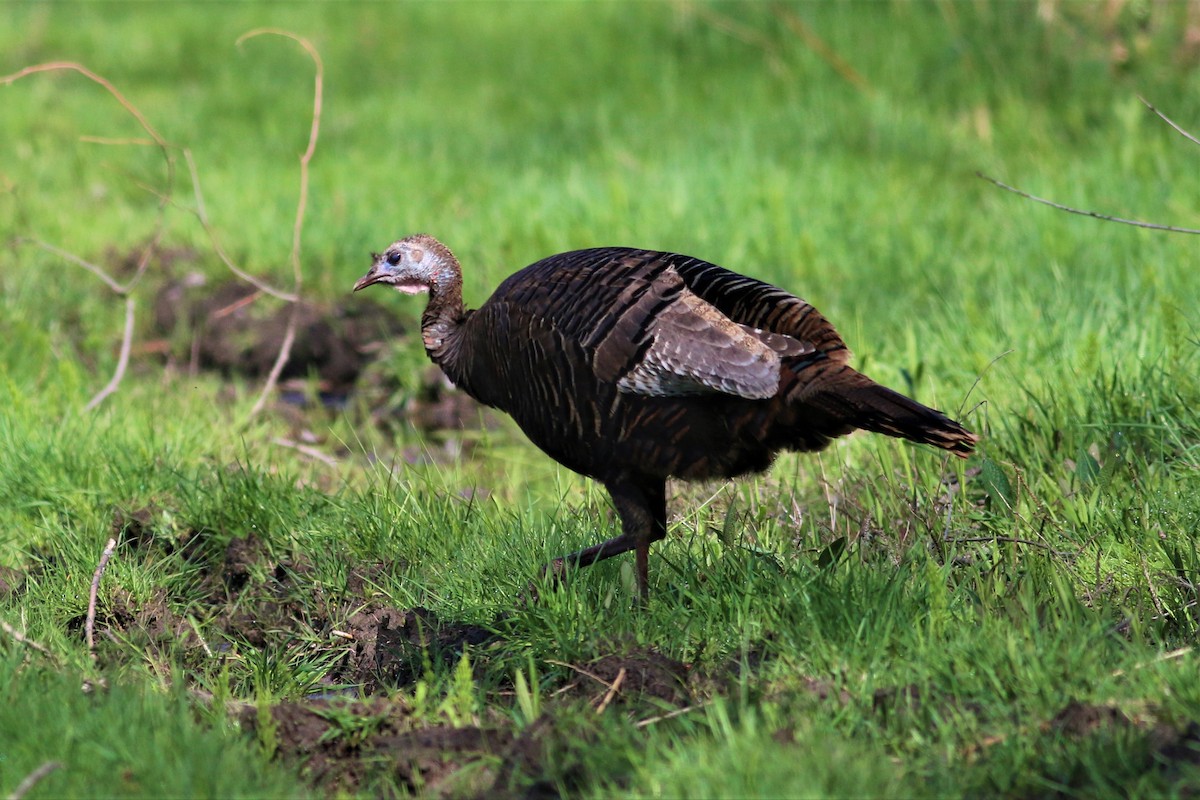 Wild Turkey - Sandra Minotti