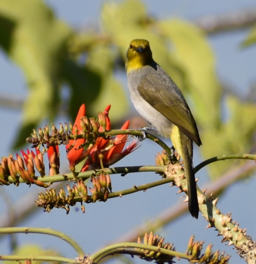 Yellow-throated Bulbul - ML158699261