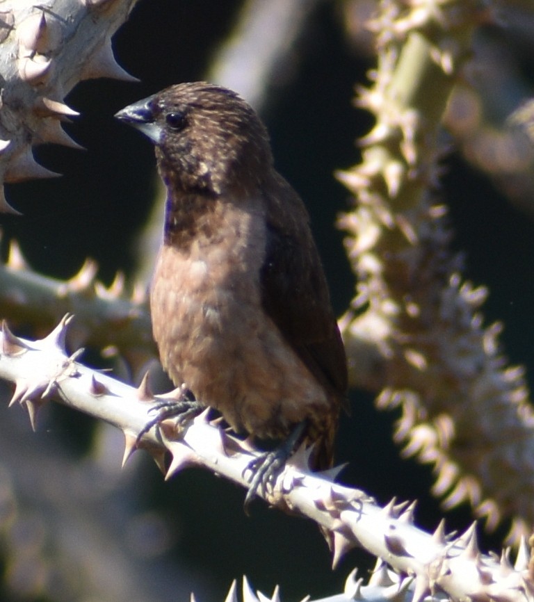 Black-throated Munia - ML158699691