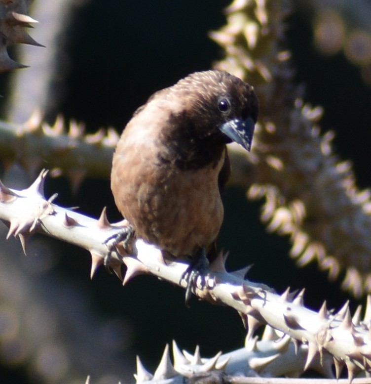 Black-throated Munia - ML158699701