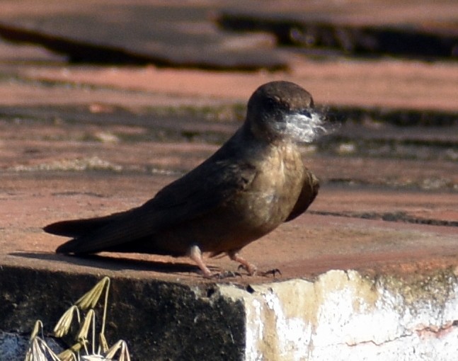 Dusky Crag-Martin - ML158699811