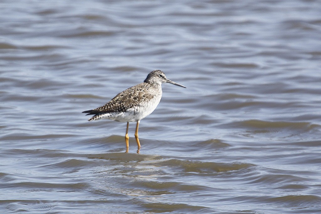 Greater Yellowlegs - ML158699841