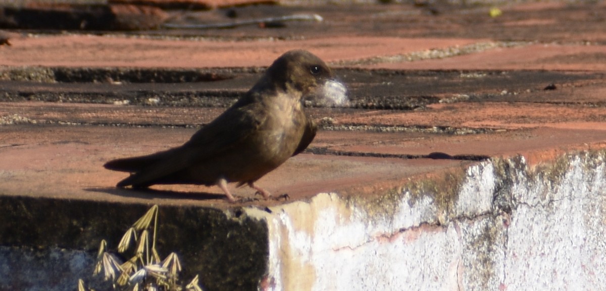 Dusky Crag-Martin - ML158699891