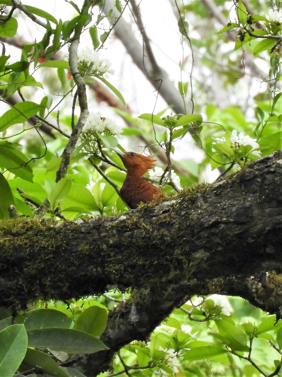 Chestnut-colored Woodpecker - ML158700241