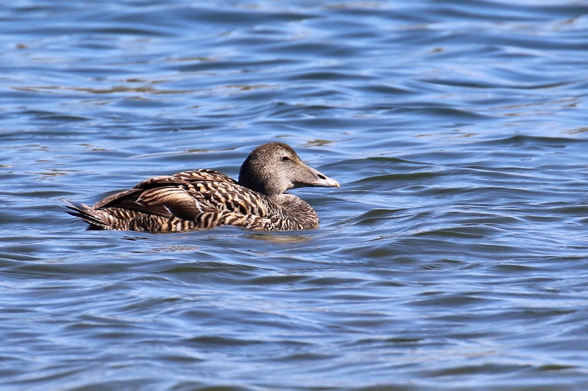 Common Eider - ML158700511