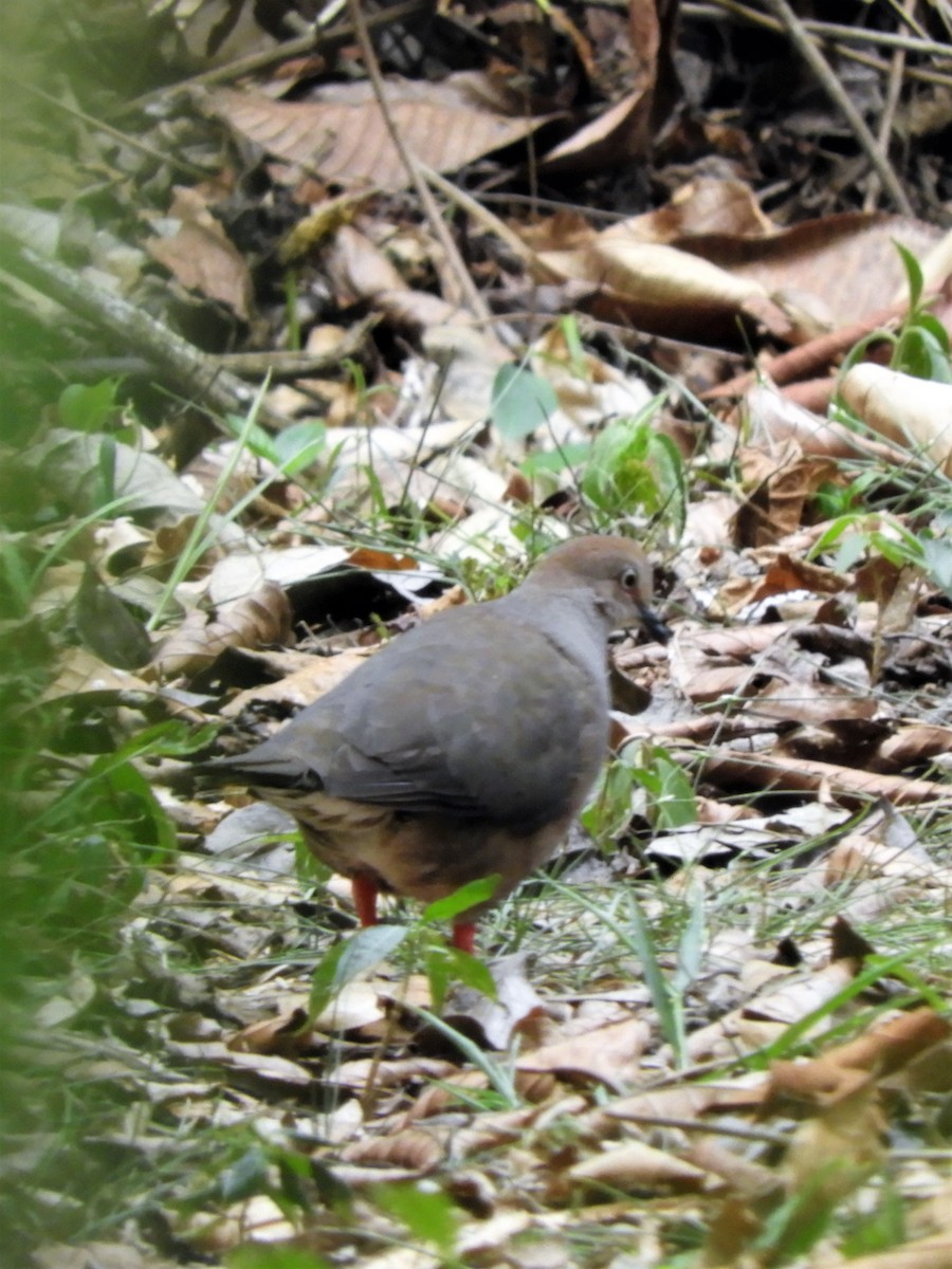 Gray-chested Dove - ML158701011