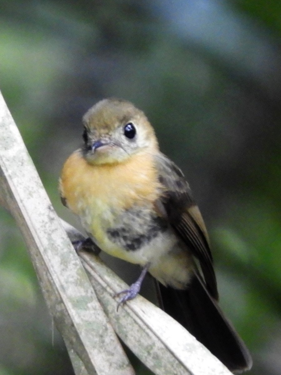 Sulphur-rumped Flycatcher - ML158701591