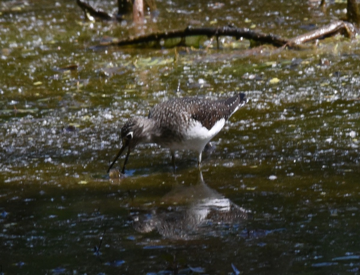 Solitary Sandpiper - ML158701921