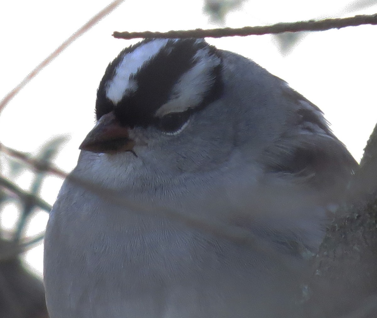 White-crowned Sparrow - ML158702181