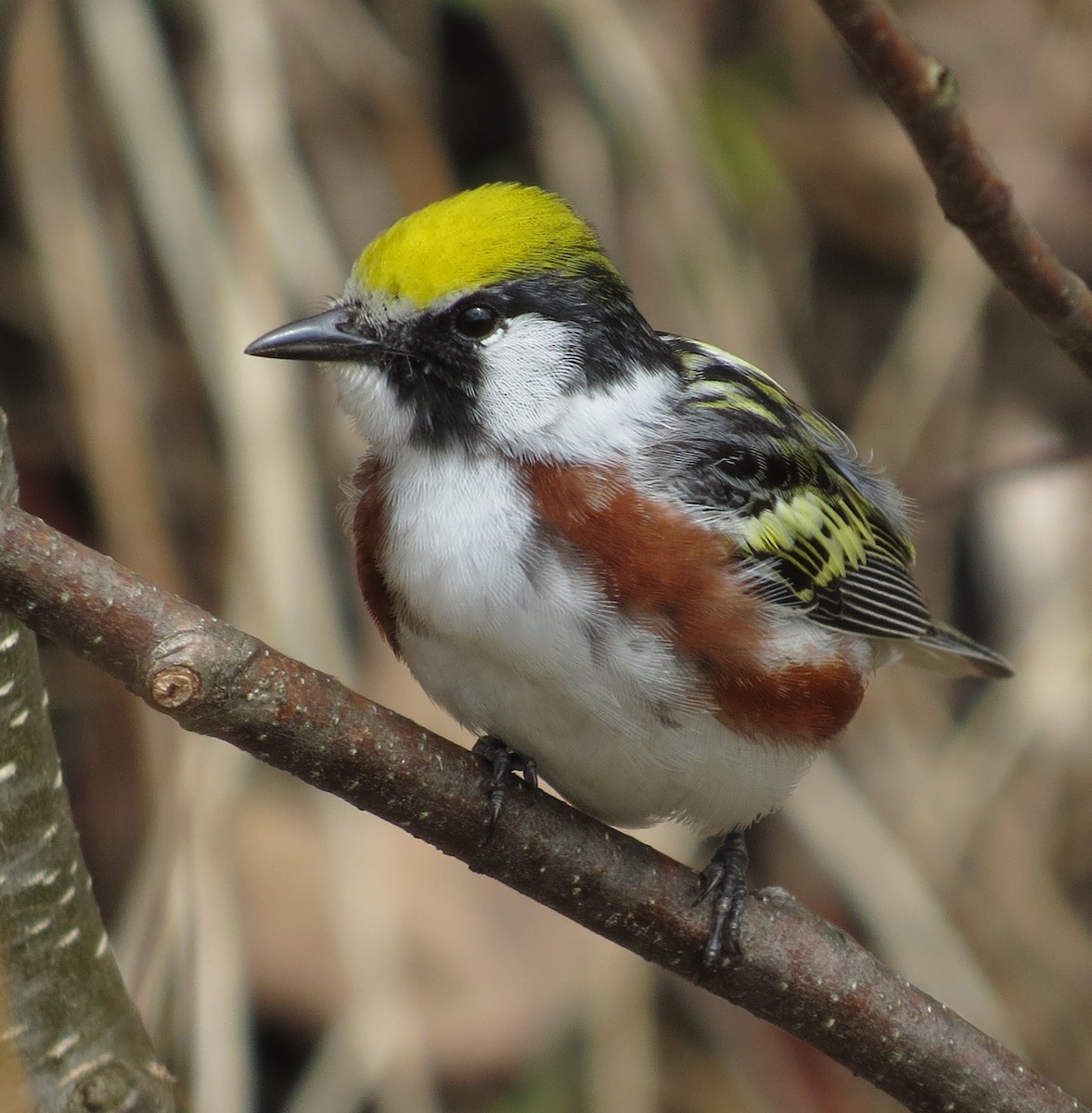 Chestnut-sided Warbler - ML158702201