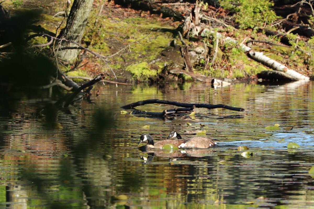 Canada Goose - ML158704281