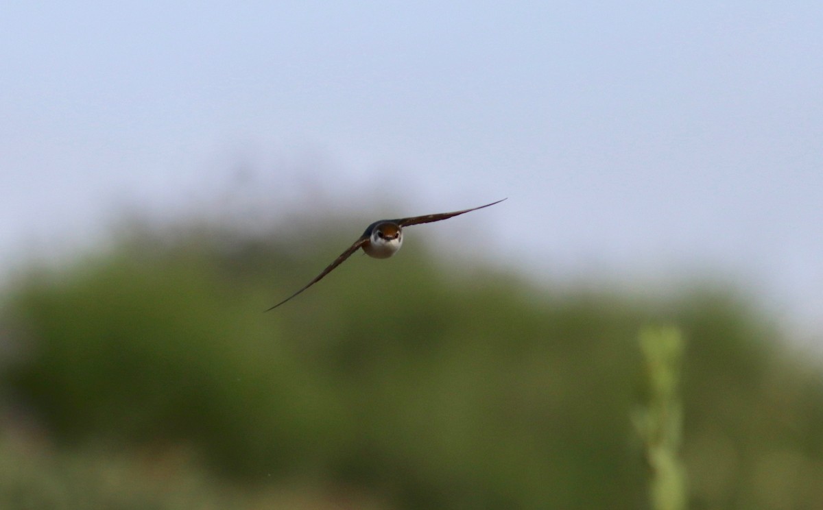 Violet-green Swallow - Ryan Terrill