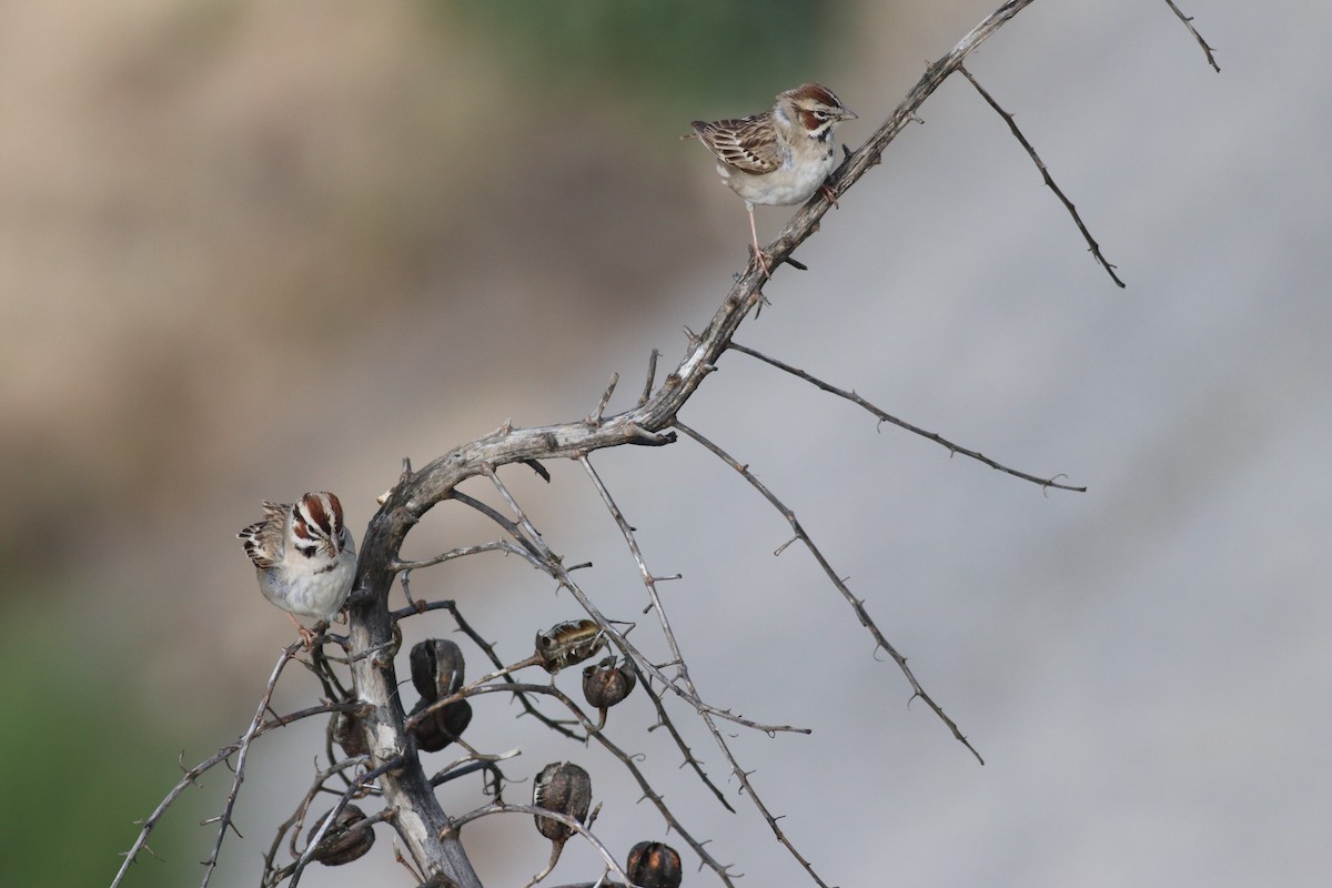 Lark Sparrow - Ryan Terrill