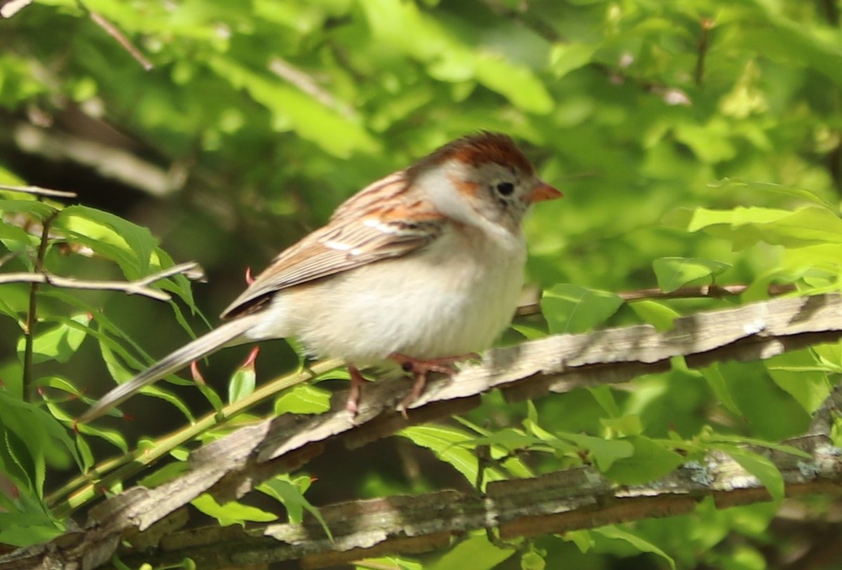 Field Sparrow - ML158706241