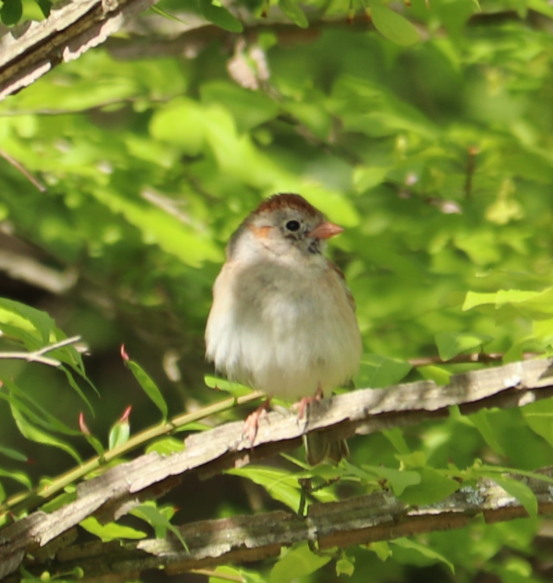 Field Sparrow - ML158706271