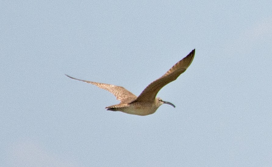 Whimbrel - ML158706511