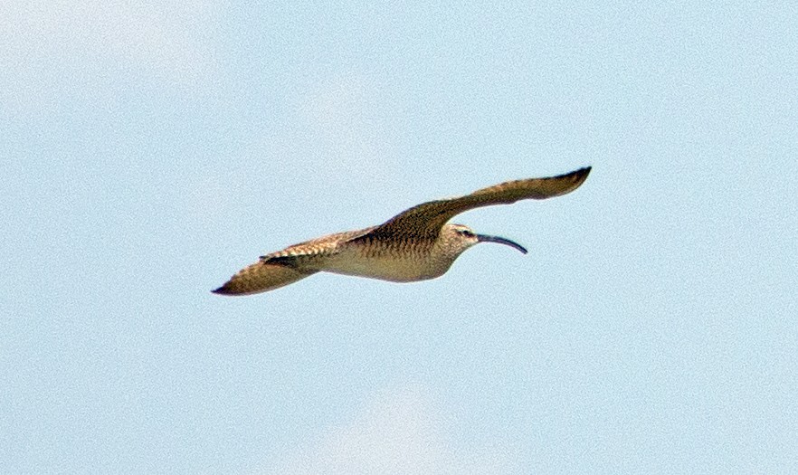 Whimbrel - ML158706521