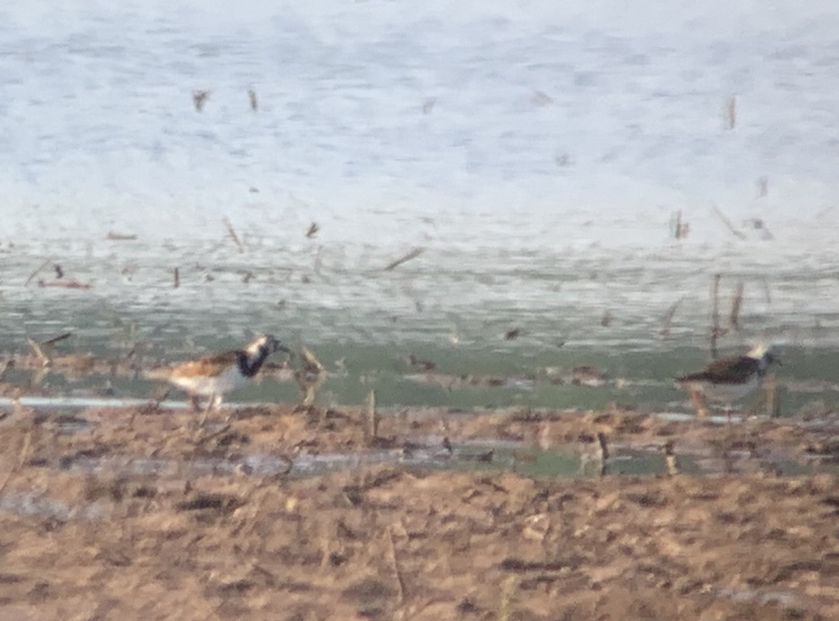 Ruddy Turnstone - ML158706621