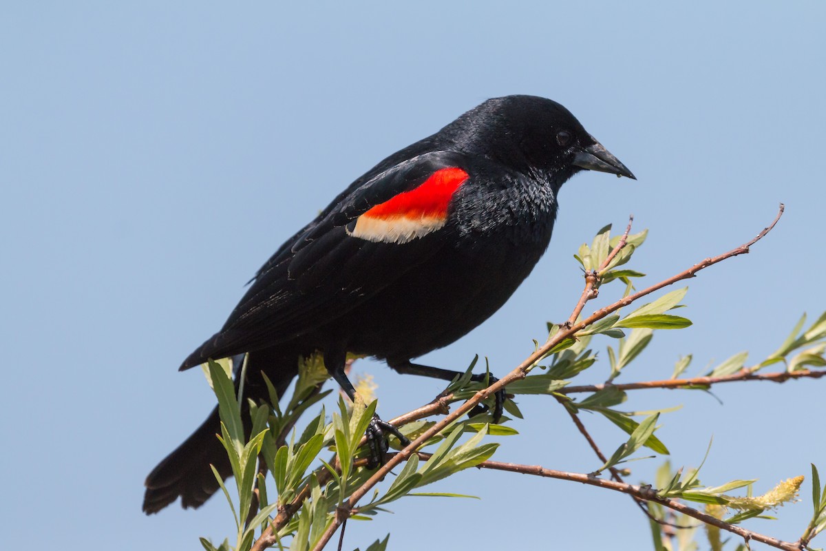Red-winged Blackbird - Hope Huntington