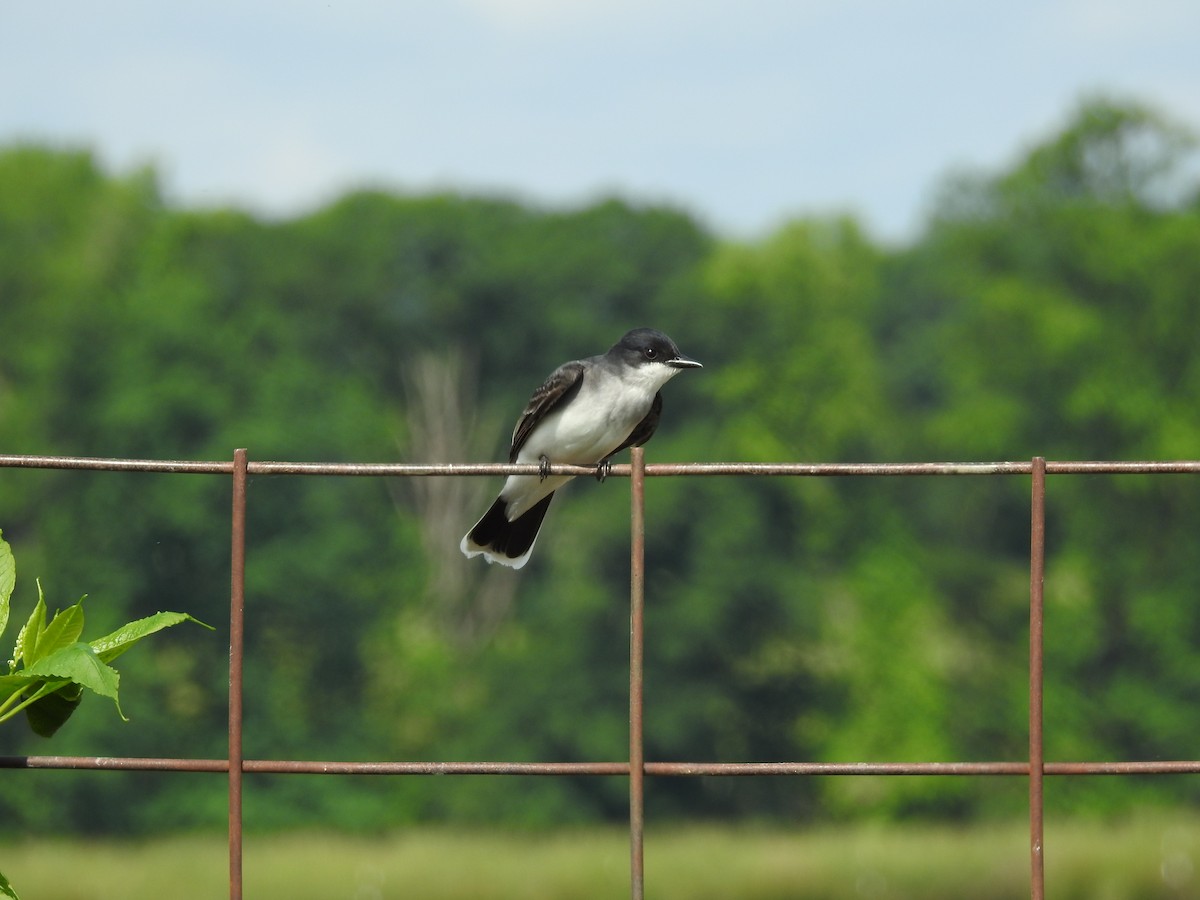 Eastern Kingbird - ML158708851