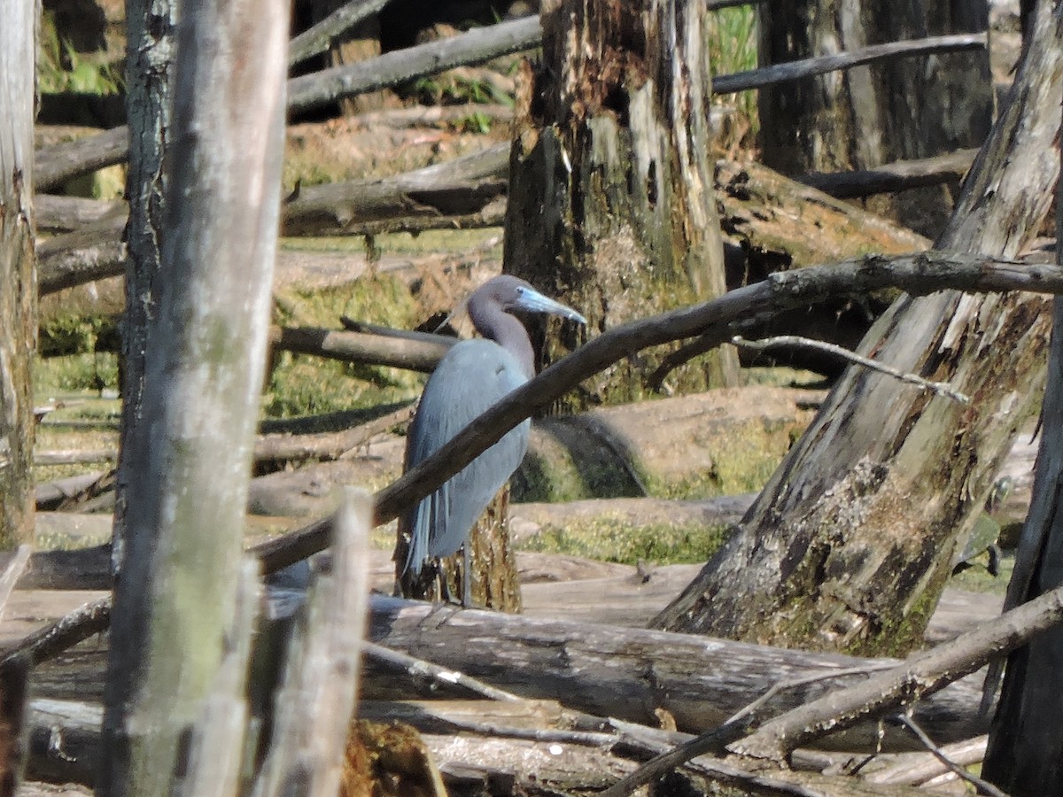 Little Blue Heron - Dee Long