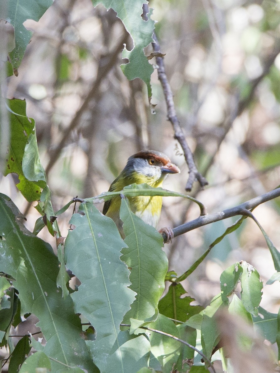 Rufous-browed Peppershrike - Oswaldo Hernández Sánchez