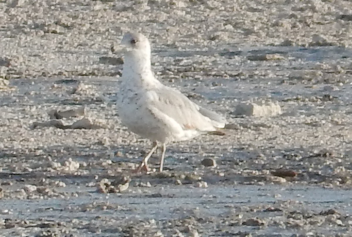 Larus sp. - Yolanda Leon