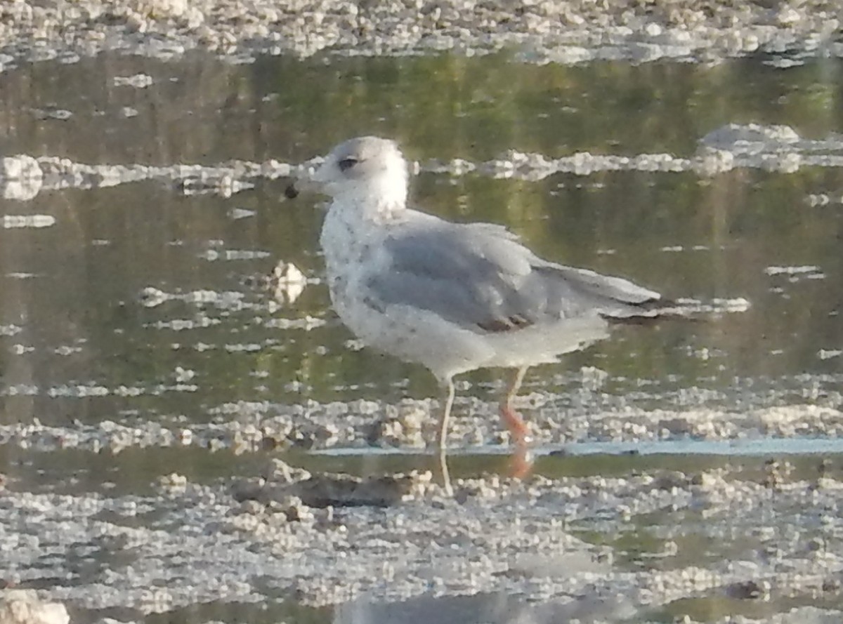 goéland sp. (Larus sp.) - ML158710071