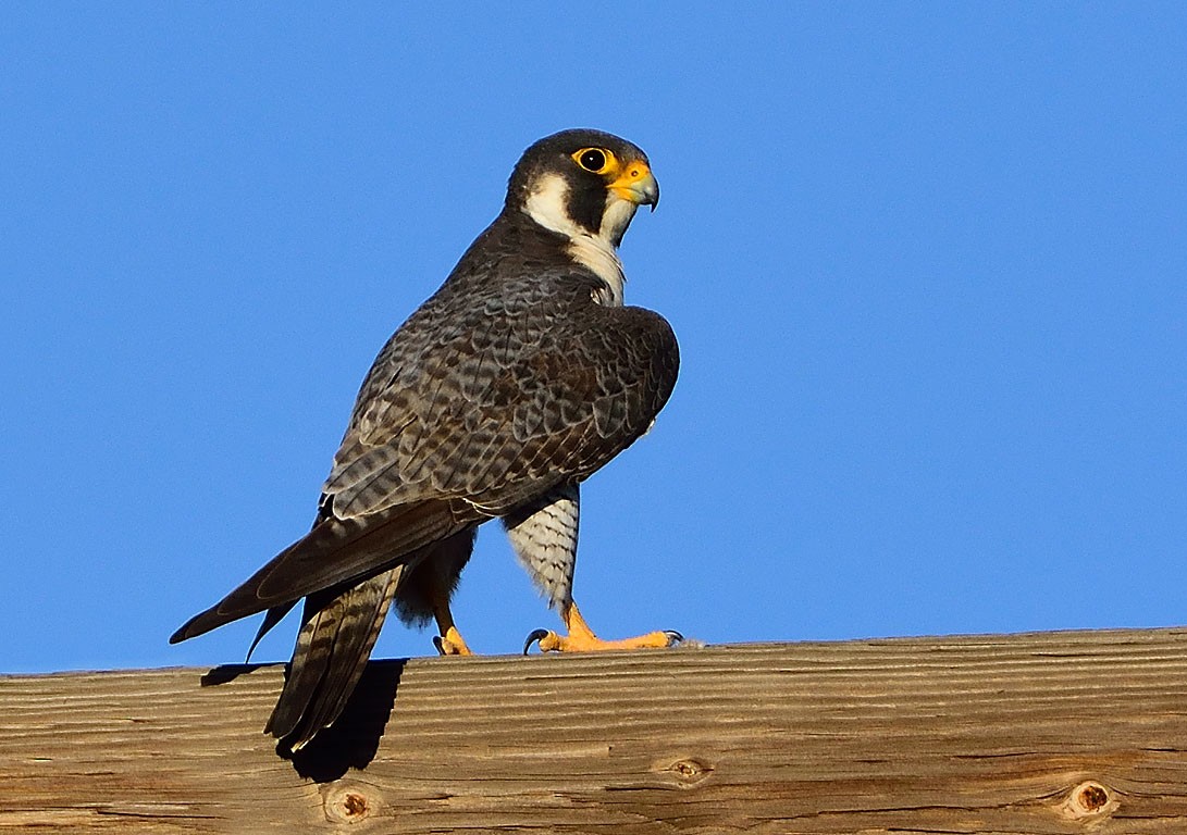 Peregrine Falcon - Ad Konings