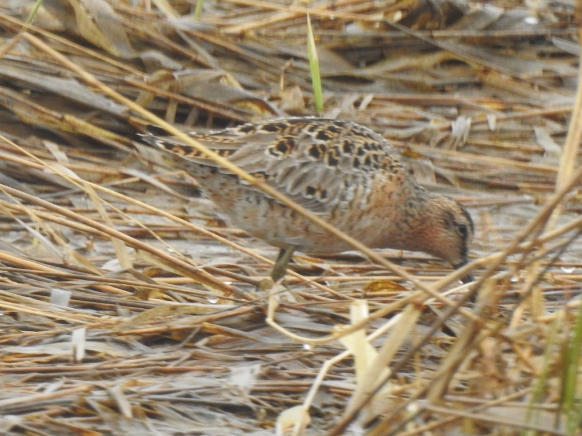 Short-billed Dowitcher - Dan Stoker