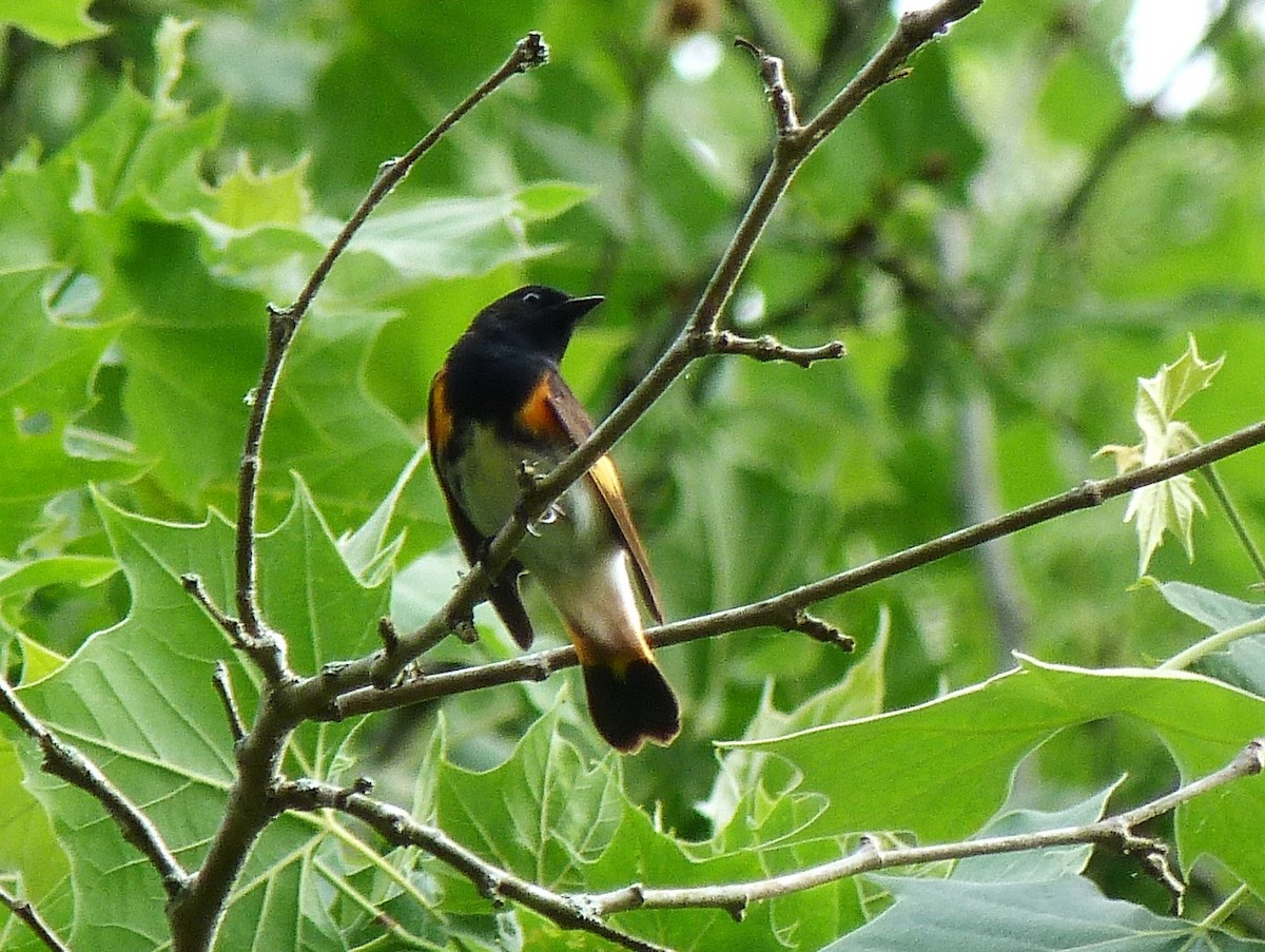 American Redstart - ML158713901