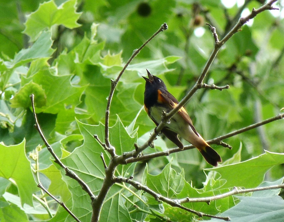 American Redstart - ML158713911