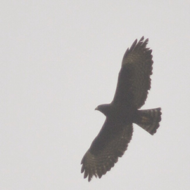Short-tailed Hawk - Jhon Gaitan Guerron